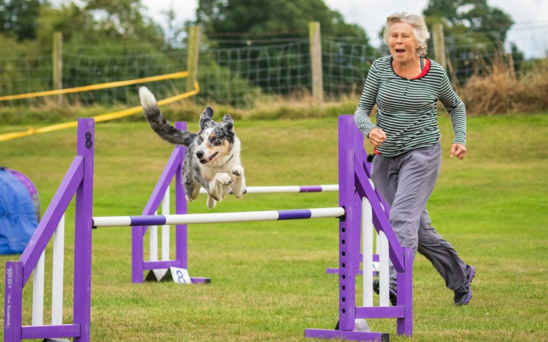 Éducation canine : opportunité pour les clubs