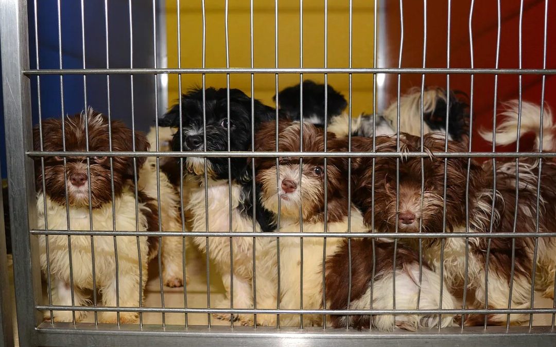 Nouvelle règle pour l’importation de chiots en Suisse