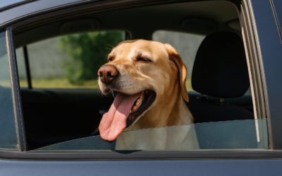 Chiens laissés dans des véhicules = fours mortels
