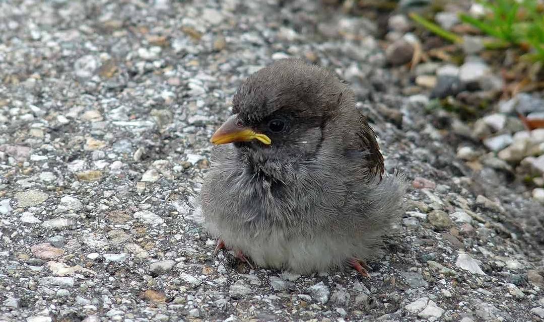 Un jeune oiseau qui semble tombé du nid? Doit-on toujours agir ? Non.