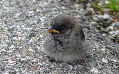 Un jeune oiseau qui semble tombé du nid? Doit-on toujours agir ? Non.