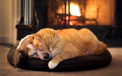 Un/e opérateur/trice à 100% pour notre Crématoire animalier à Lausanne